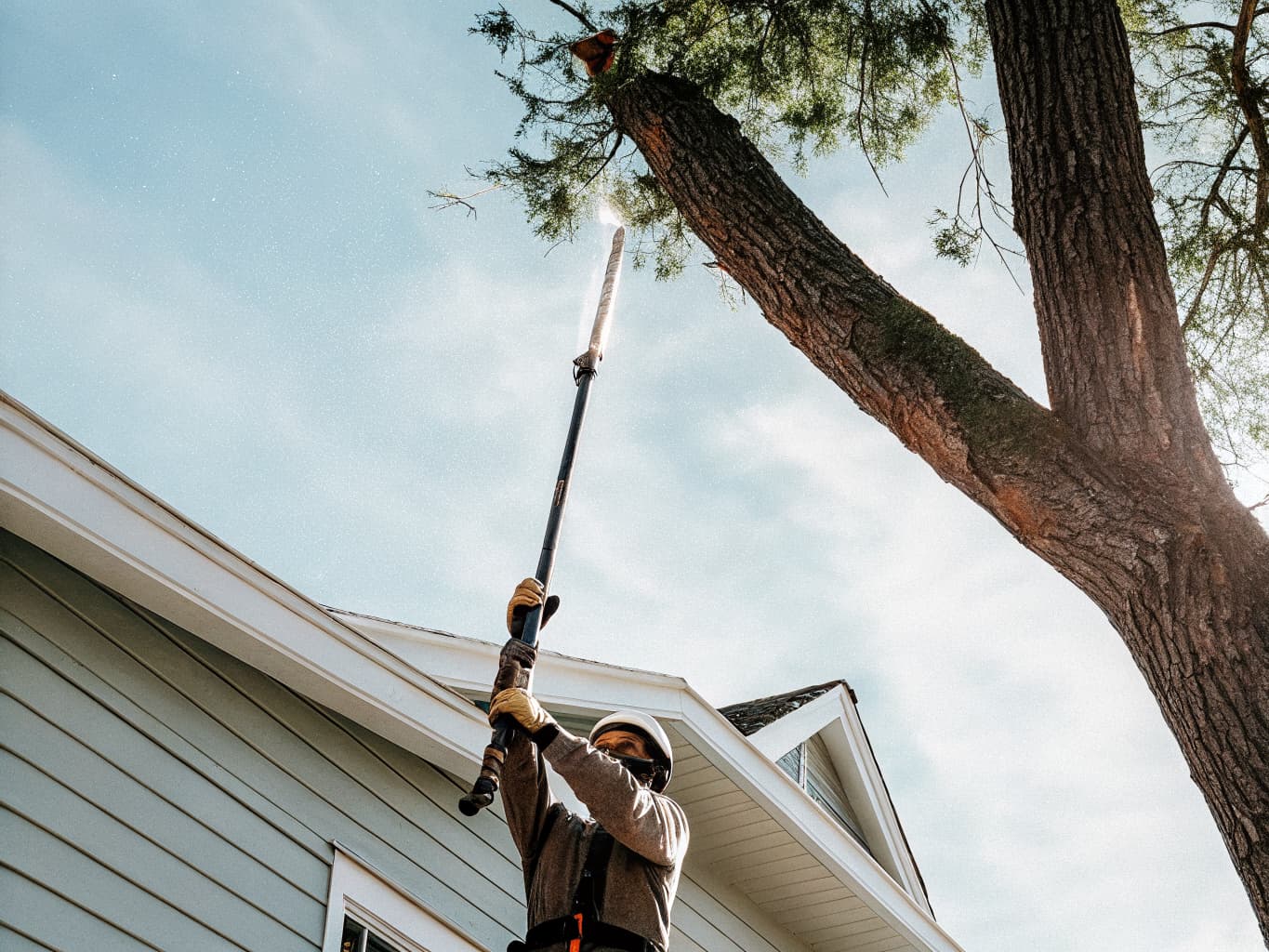 Professional tree trimming with pole saw in Concord CA